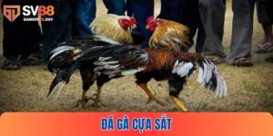 Đá gà cựa sắt tại SV88