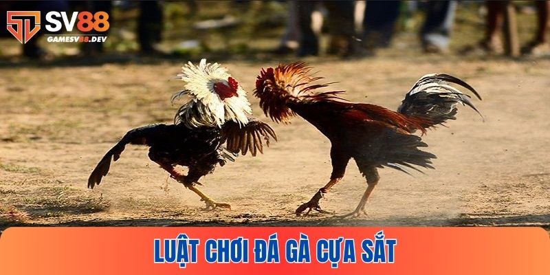 Luật chơi đơn giản trong đá gà cựa sắt tại SV88