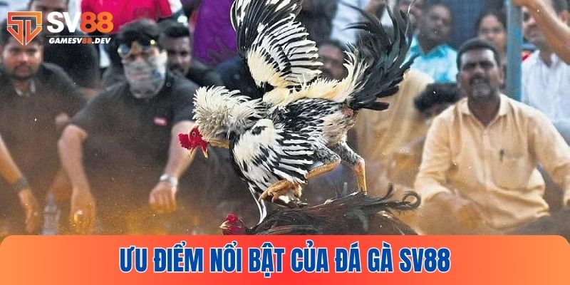 Ưu điểm của sảnh đá gà SV88