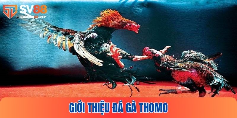 Giới thiệu sơ lược đá gà thomo SV88