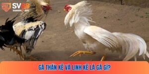 Gà Thần Kê Và Linh Kê Là Gà Gì