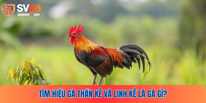 Tổng hợp thông tin về gà thần kê và linh kê là gà gì?